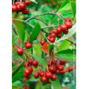 ARONIA arbutifolia BRILLIANT