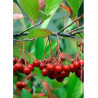 ARONIA arbutifolia BRILLIANT