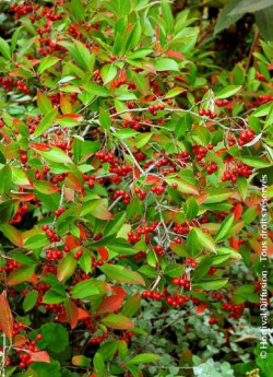 ARONIA arbutifolia BRILLIANT