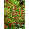 ARONIA arbutifolia BRILLIANT