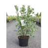 ARONIA arbutifolia BRILLIANT En pot de 10-12 litres
