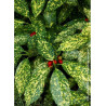 AUCUBA japonica CROTONIFOLIA