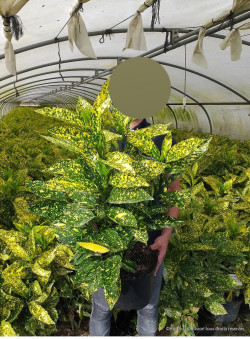 AUCUBA japonica CROTONIFOLIA  En pot de 7-10 litres