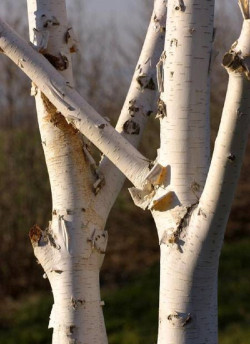 BETULA utilis