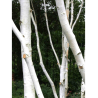 BETULA utilis