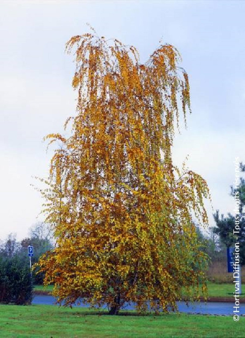 BETULA verrucosa ou pendula