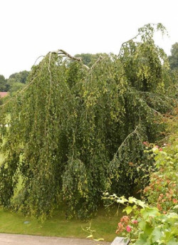 BETULA verrucosa YOUNGII