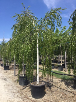 BETULA verrucosa YOUNGII En pot 35-50 litres forme tige hauteur du tronc 180-200 cm