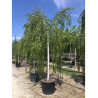 BETULA verrucosa YOUNGII En pot 35-50 litres forme tige hauteur du tronc 180-200 cm