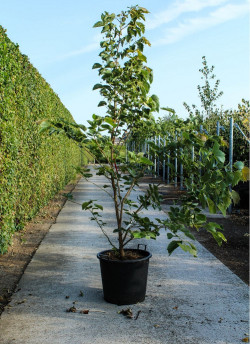 TILIA henryana En pot de 50-70 litres