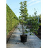 TILIA henryana En pot de 50-70 litres