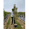 TILIA henryana En pot de 15-20 litres forme baliveau