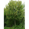 TILIA henryana