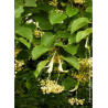 TILIA henryana