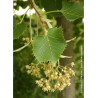 TILIA henryana