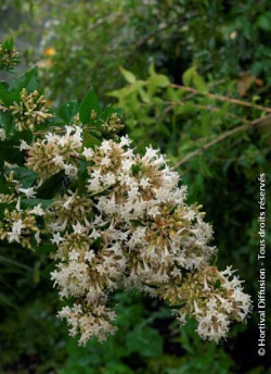 ABELIA chinensis