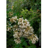 ABELIA chinensis