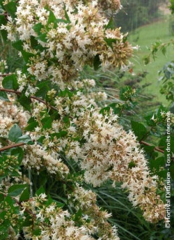 ABELIA chinensis