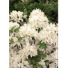 AZALEA japonica SCHNEEWITTCHEN