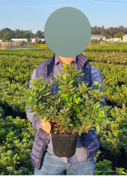 AZALEA japonica SCHNEEWITTCHEN En pot de 4-5 litres