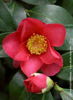 CAMELLIA sasanqua ROUGE (Camélia d'automne)