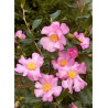 CAMELLIA sasanqua ROSE