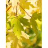 ACER saccharinum