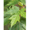 ACER saccharinum