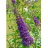 BUDDLEIA davidii EMPIRE BLUE