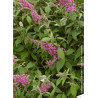 BUDDLEIA davidii PINK DELIGHT