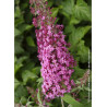 BUDDLEIA davidii PINK DELIGHT