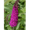 BUDDLEIA davidii ROYAL RED
