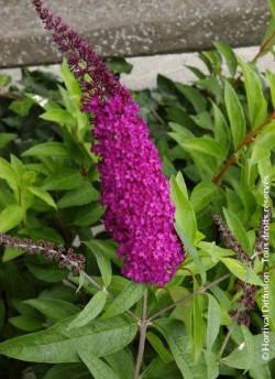BUDDLEIA davidii ROYAL RED