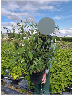 BUDDLEIA davidii WHITE PROFUSION En pot de 10-12 litres