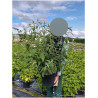 BUDDLEIA davidii WHITE PROFUSION En pot de 10-12 litres