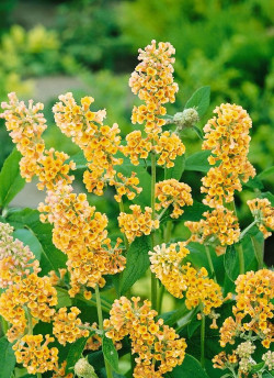 BUDDLEIA weyeriana SUNGOLD