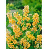 BUDDLEIA weyeriana SUNGOLD