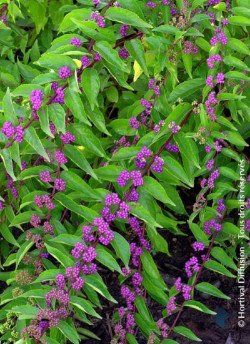 CALLICARPA dichotoma ISSAI