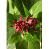 CALYCANTHUS floridus