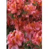 AZALEA mollis BERRY ROSE
