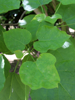 CATALPA bignonioides