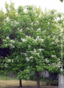 CATALPA bignonioides