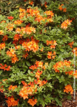 AZALEA mollis GLOWING EMBERS