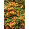 AZALEA mollis GLOWING EMBERS