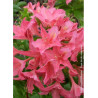AZALEA mollis JOLIE MADAME