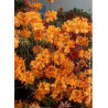 AZALEA mollis KLONDYKE