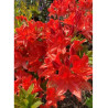 AZALEA mollis NABUCCO