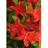 AZALEA mollis SATAN