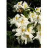 AZALEA mollis SCHNEEGOLD