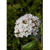VIBURNUM burkwoodii